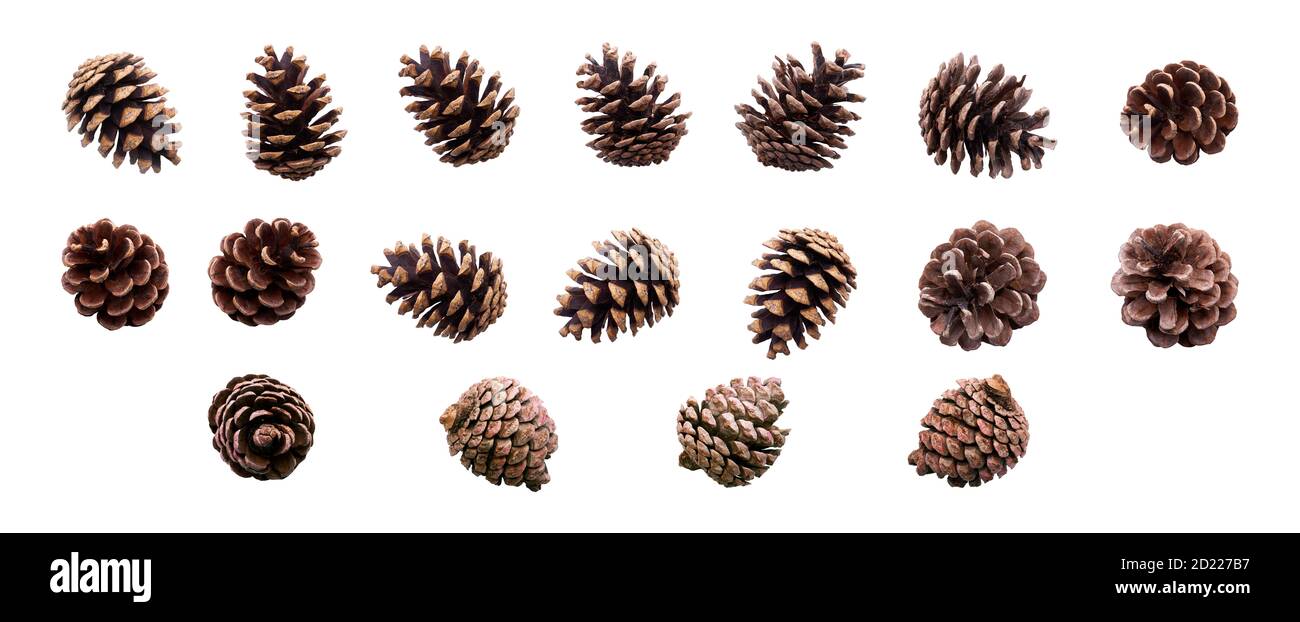 A collection of small pine cone for Christmas tree decoration isolated against a white background. Stock Photo