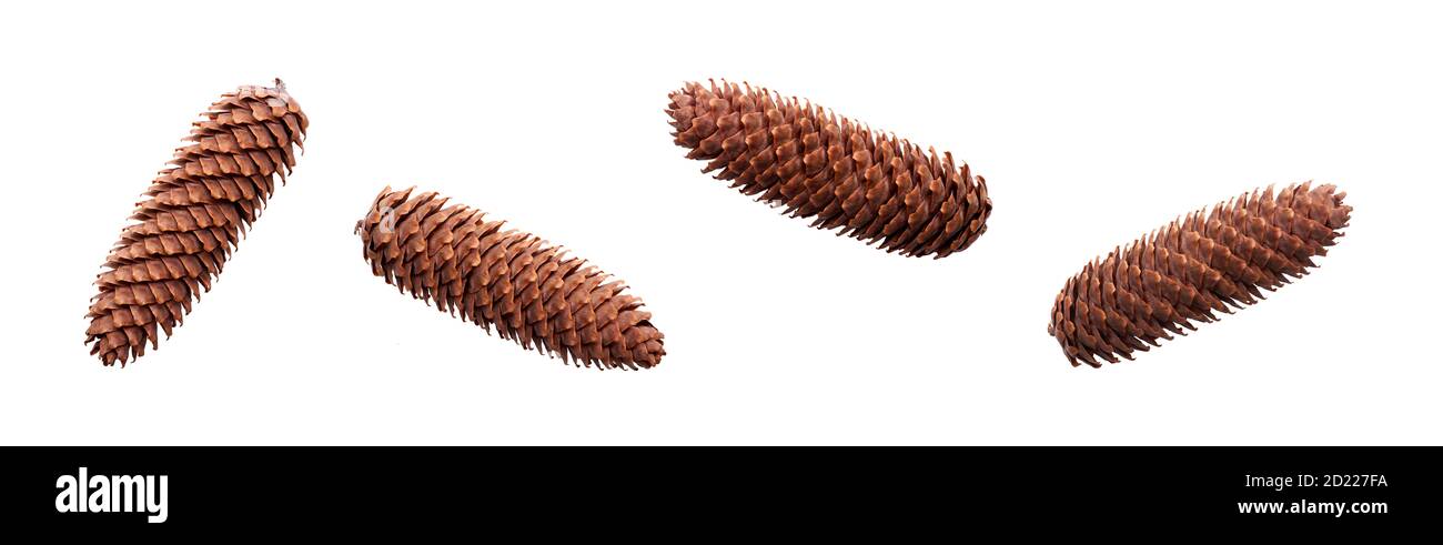 A collection of open long pine cone for Christmas tree decoration isolated against a white background. Stock Photo