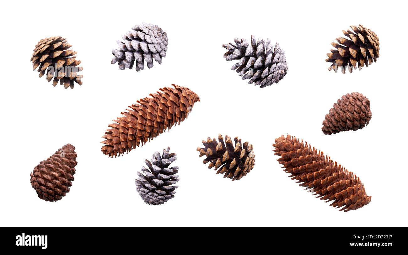 A collection of festive pine cone for Christmas tree decorations isolated against a white background. Stock Photo