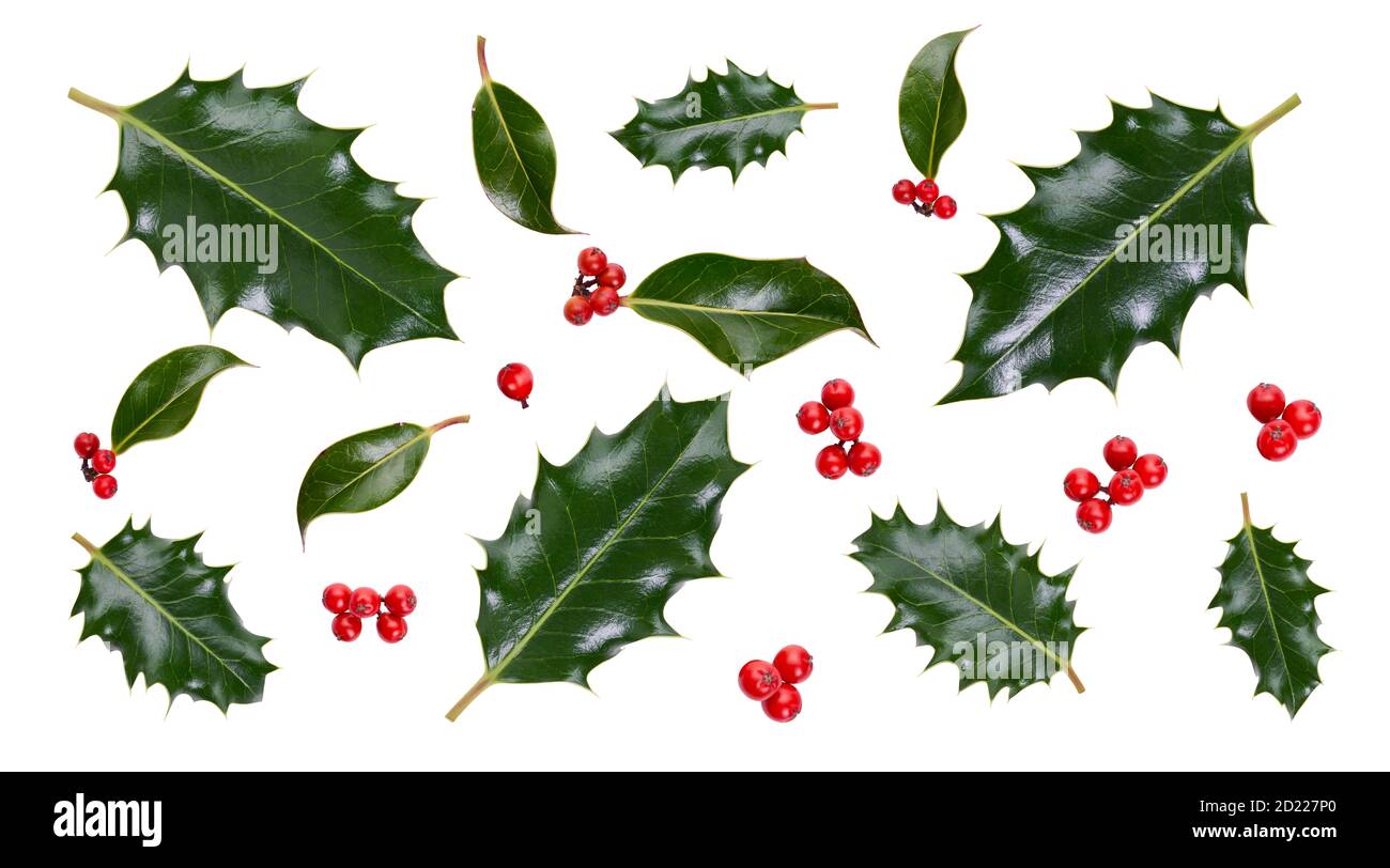 A collection of smooth and spiky green holly leaves with red berries for Christmas decoration isolated against a white background. Stock Photo