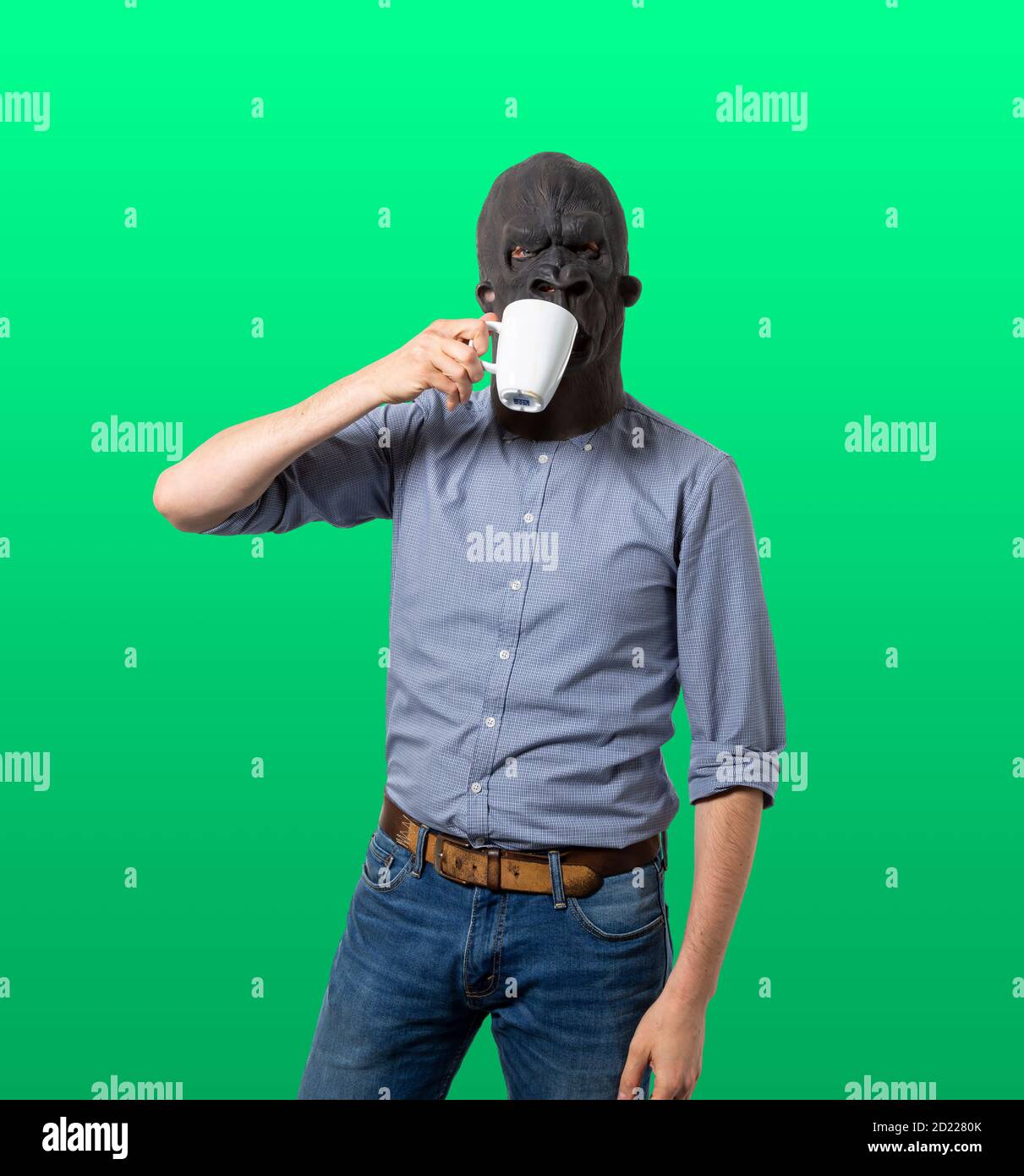 Man in gorilla mask drinking from mug. Isolated green background. Medium shot. Stock Photo