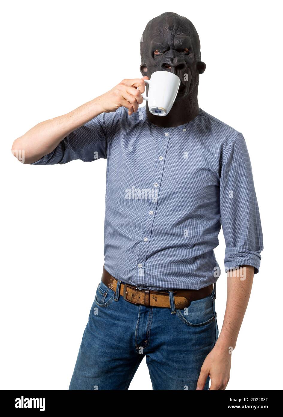 Man wearing gorilla mask drinking from coffee cup. Isolated white background. Medium shot. Stock Photo