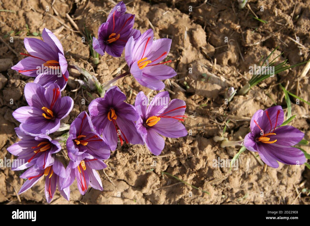Saffron crocus flowers produce saffron hires stock photography and
