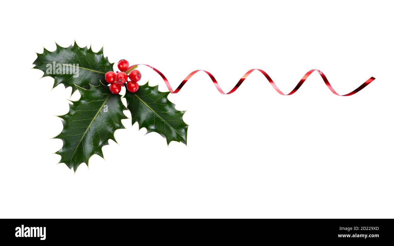 A sprig, three leaves, of green holly and red berries and red ribbon for Christmas decoration isolated against a white background. Stock Photo