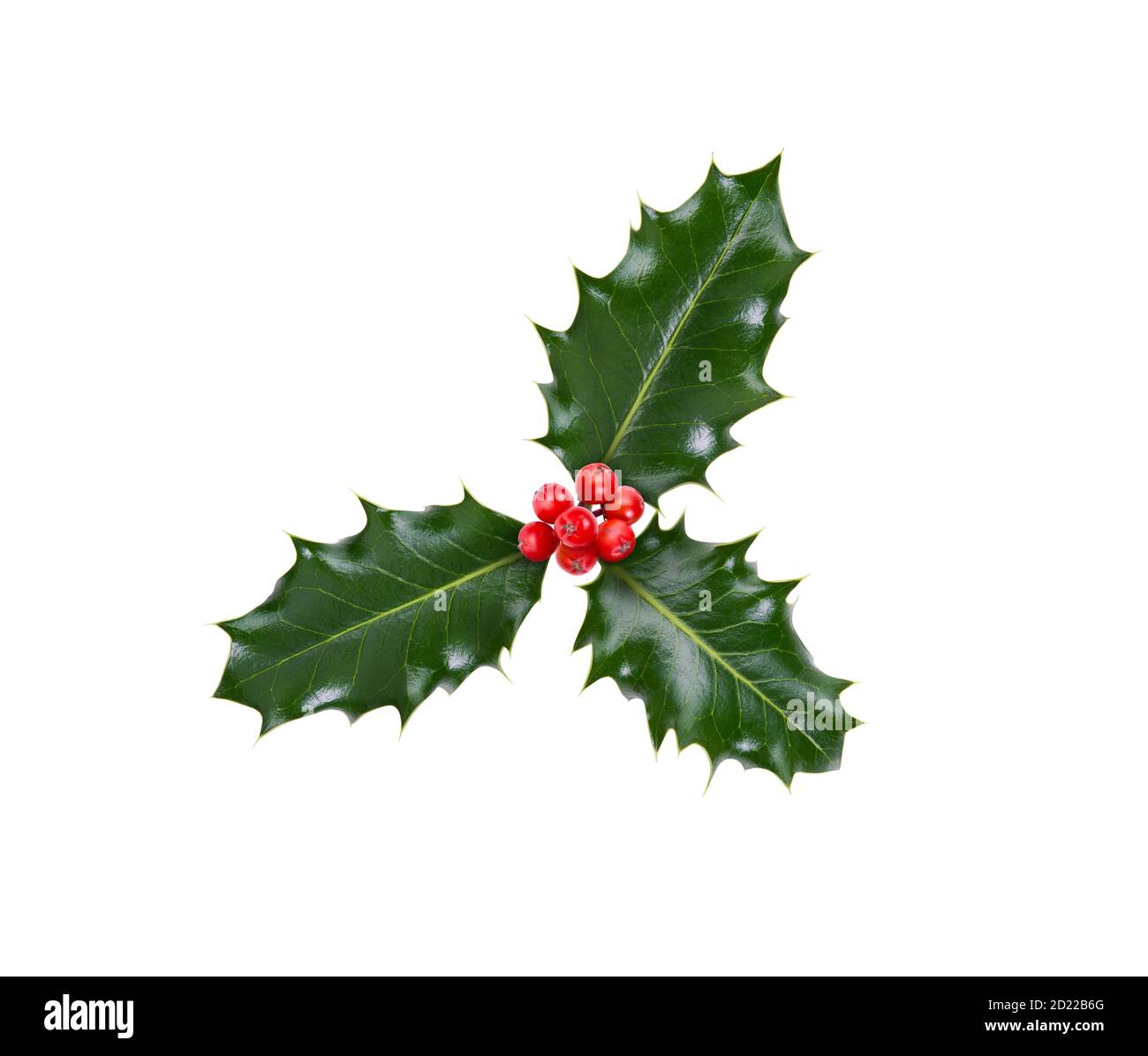 A sprig, three leaves, of green holly and red berries for Christmas decoration isolated against a white background. Stock Photo