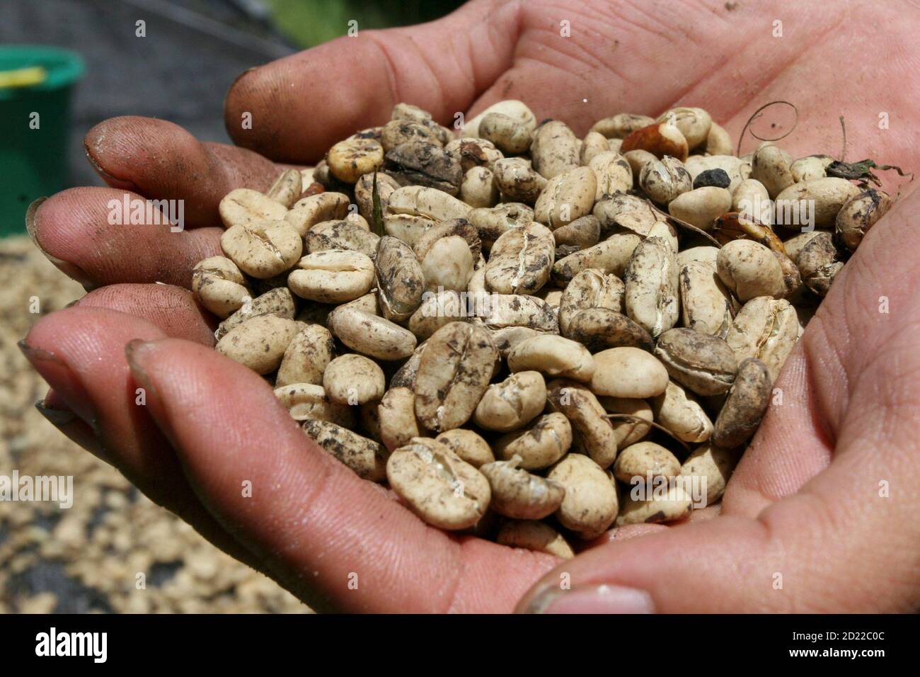 Indonesian coffee picker hires stock photography and images Alamy
