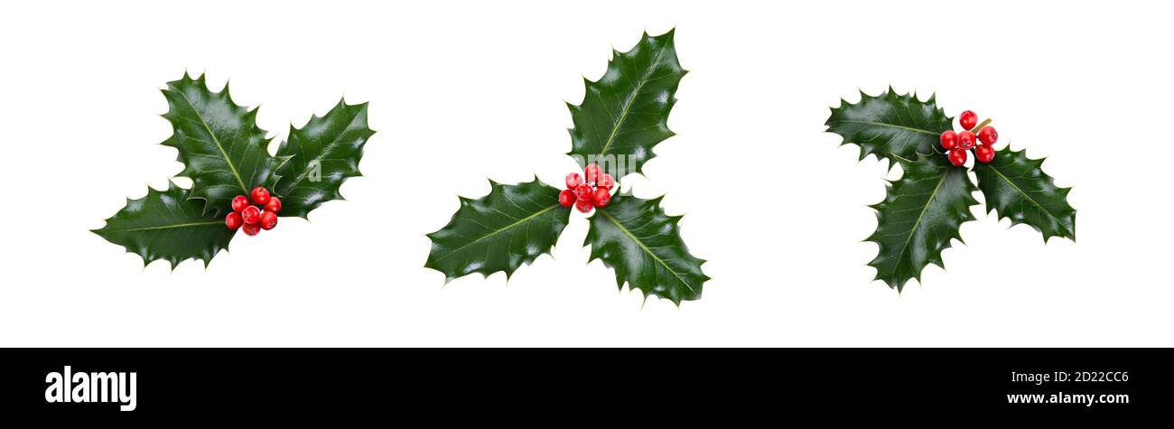 A holly sprig collection, three leaves, of green holly and red berries for Christmas decoration isolated against a white background. Stock Photo