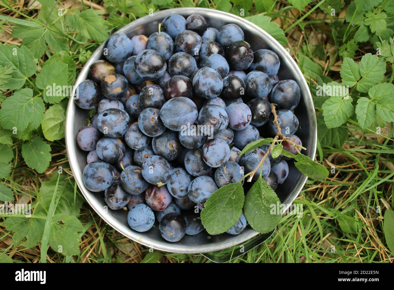 Close up damsons home grown ripe purple organic foraged plum fruit freshly picked for jam making from English garden orchard in metal colander Summer Stock Photo