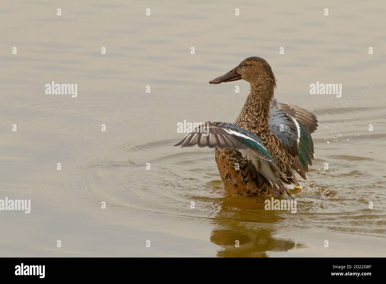 Female shoveler duck flapping its wings while swimming at a lake Stock ...