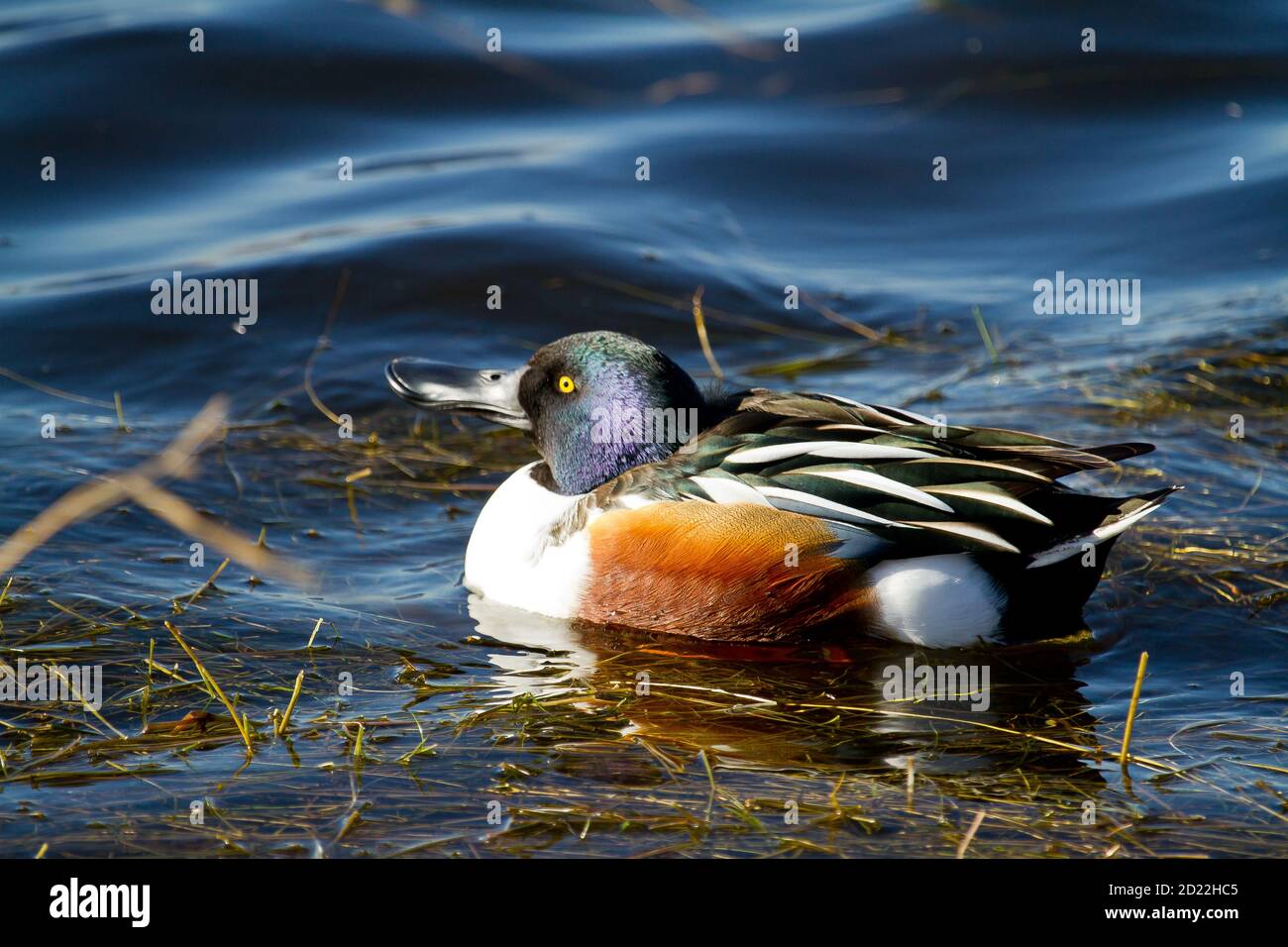 Closeup of a male shoveler duck swimming on a lake Stock Photo