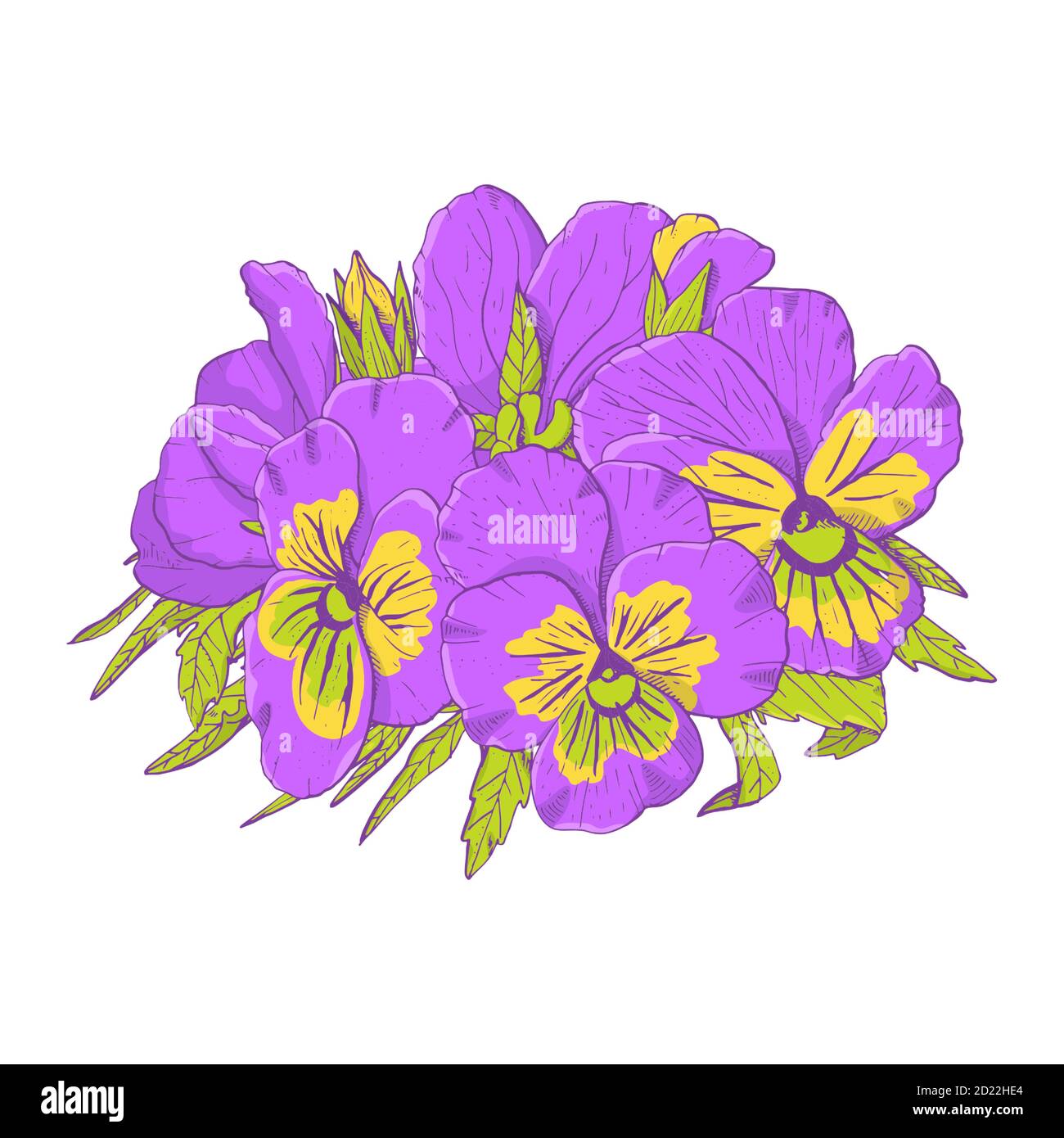 Purple Pansy Flower Drawing