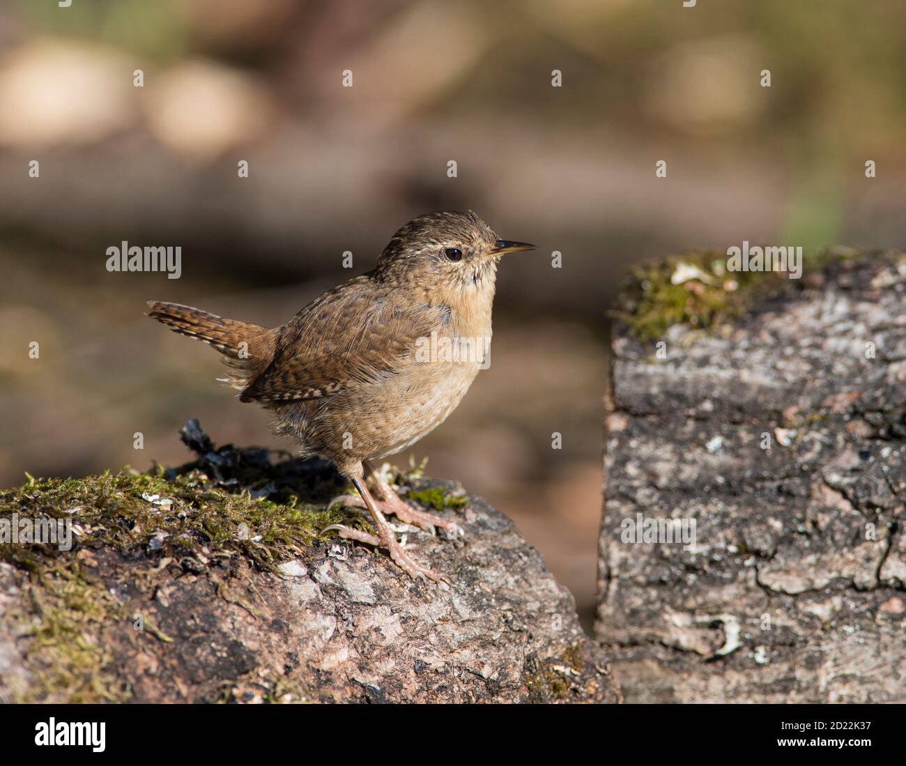 Wren (Troglodytes troglodytes) on an oak log. Stock Photo