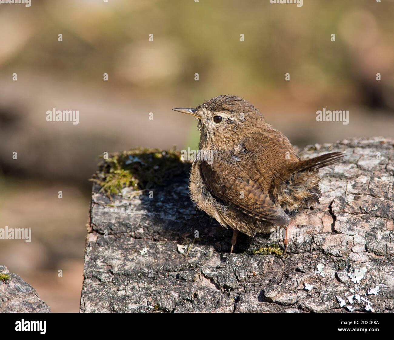 Wren (Troglodytes troglodytes) on an oak log. Stock Photo