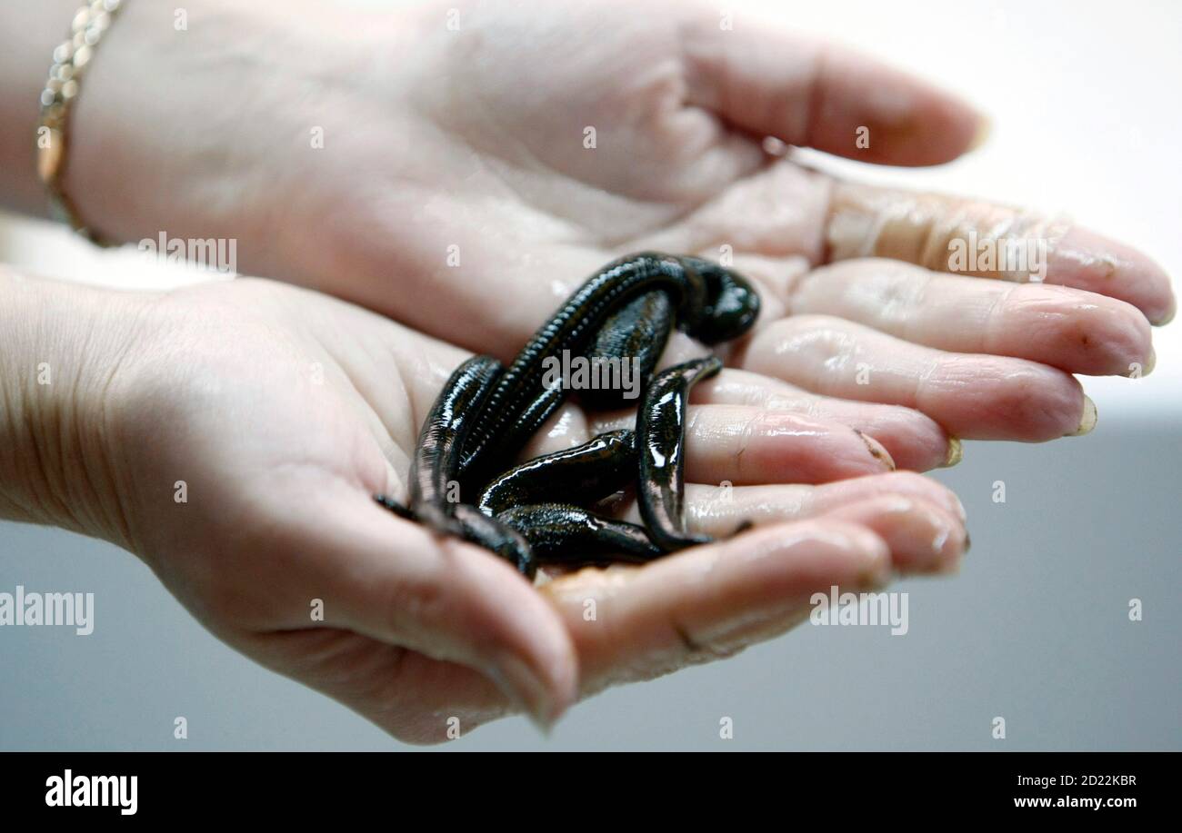 Leeches Medicine High Resolution Stock Photography and Images Alamy