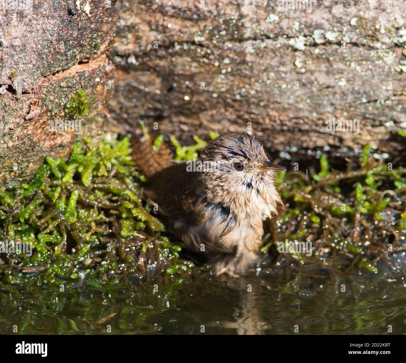 Wren (Troglodytes troglodytes) having a bath in a pond. Stock Photo