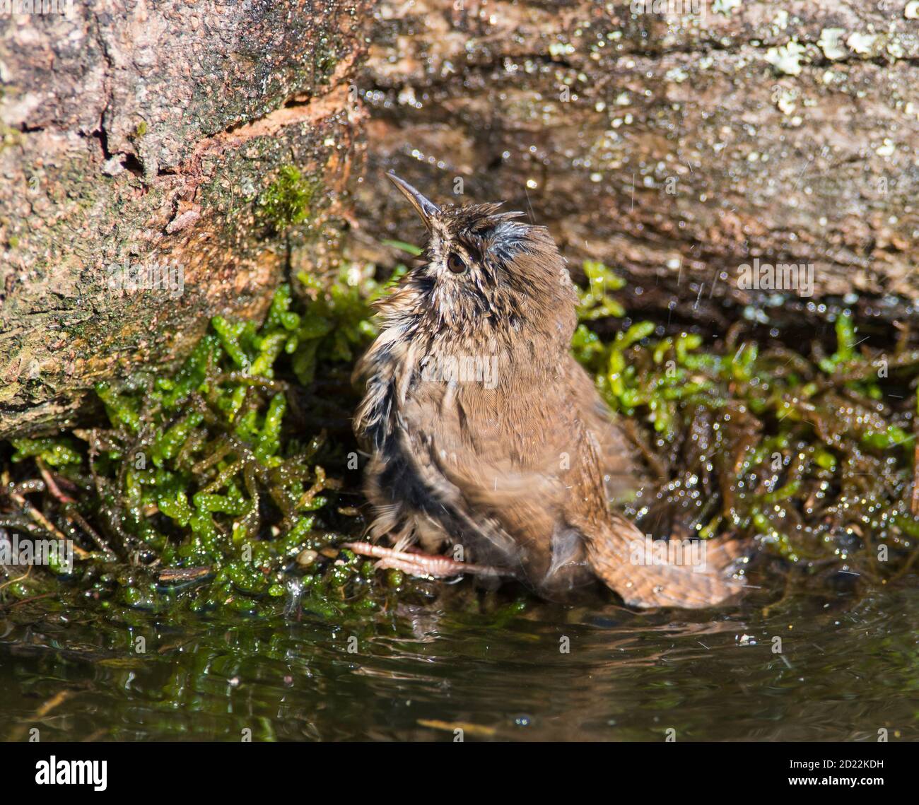 Wren (Troglodytes troglodytes) having a bath in a pond. Stock Photo