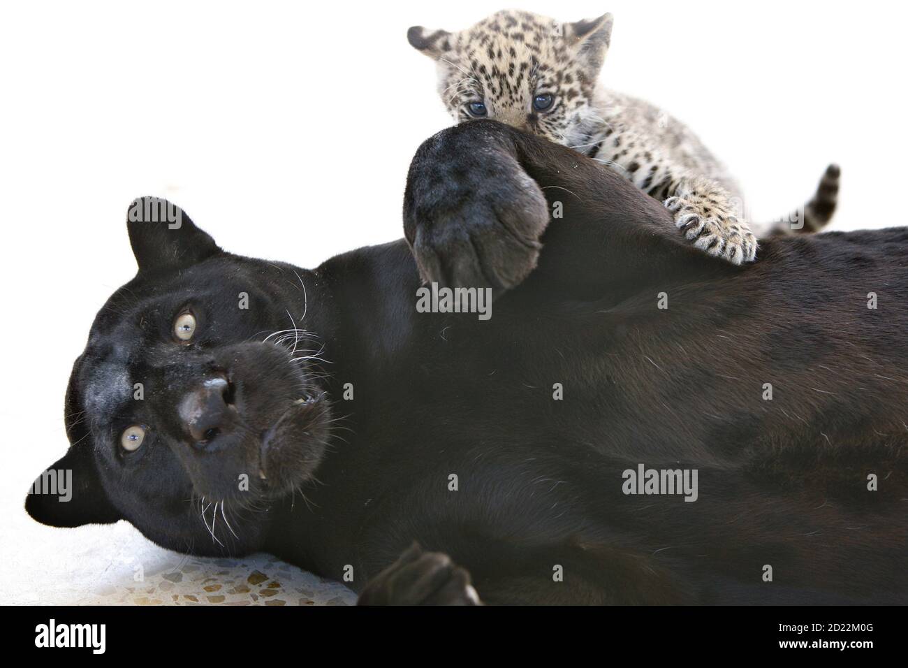 Lolo, a black Jaguar, plays with her newborn spotted cub inside their cage  at Jordan's zoo in Yaduda February 16, 2010. The two-month-old cub made his  first public appearance on Tuesday after
