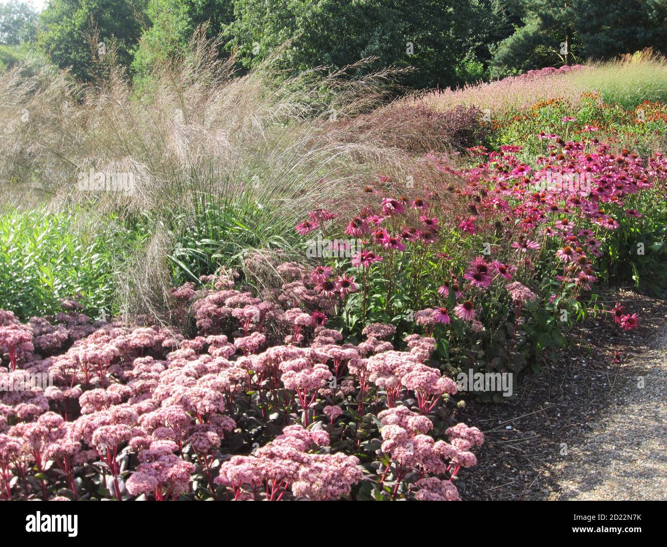 Grasses gravel garden hi-res stock photography and images - Alamy