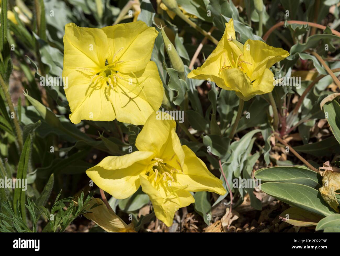 Missouri Evening Primrose (Oenothera Macrocarpa) aka Ozark Sundrops