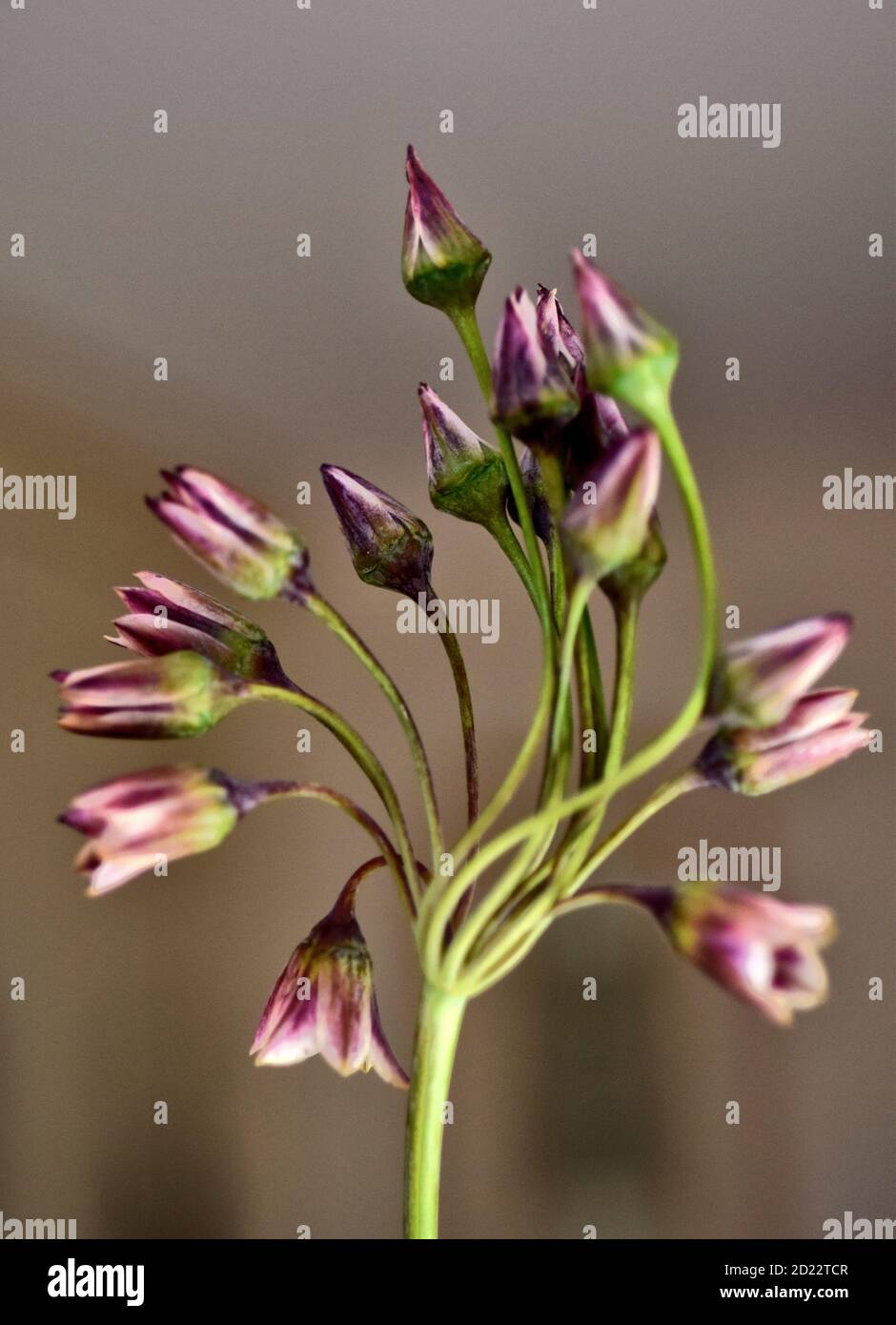 Nectaroscordum sculum hi-res stock photography and images - Alamy
