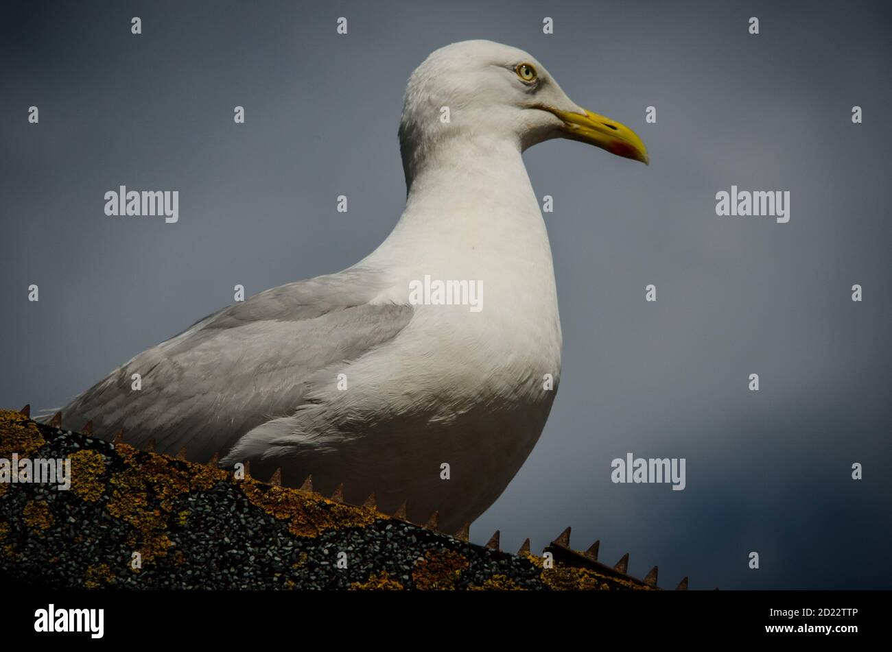 Portrait of European Herring Gull, a symbol of the British seaside