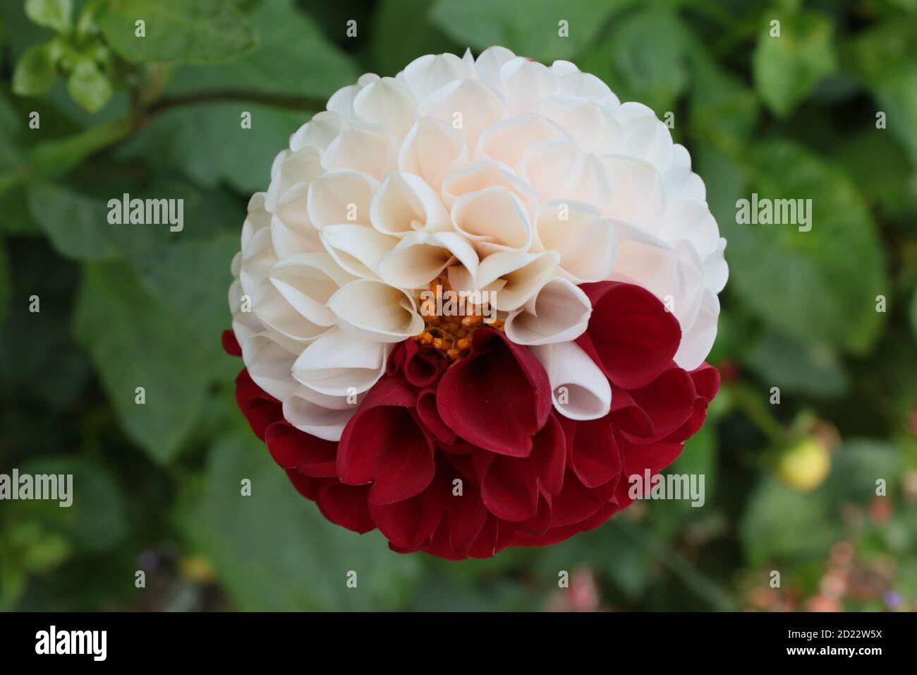 Close up stunningly beautiful dahlia red white colour, sharp contrast the single multi petal organic flower in full bloom in English country garden Stock Photo