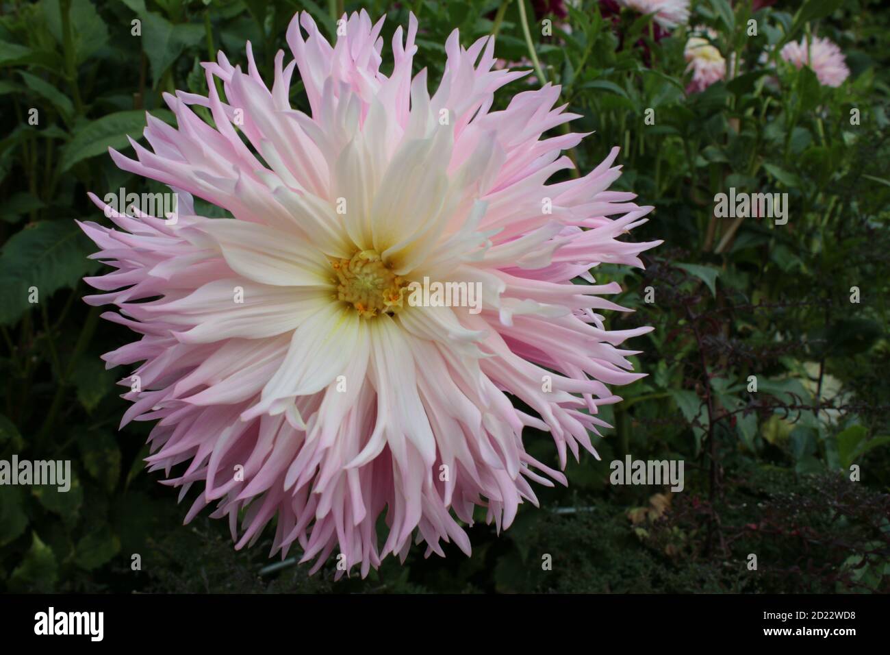 Title Close up view of a stunningly beautiful dahlia pink white colour ...