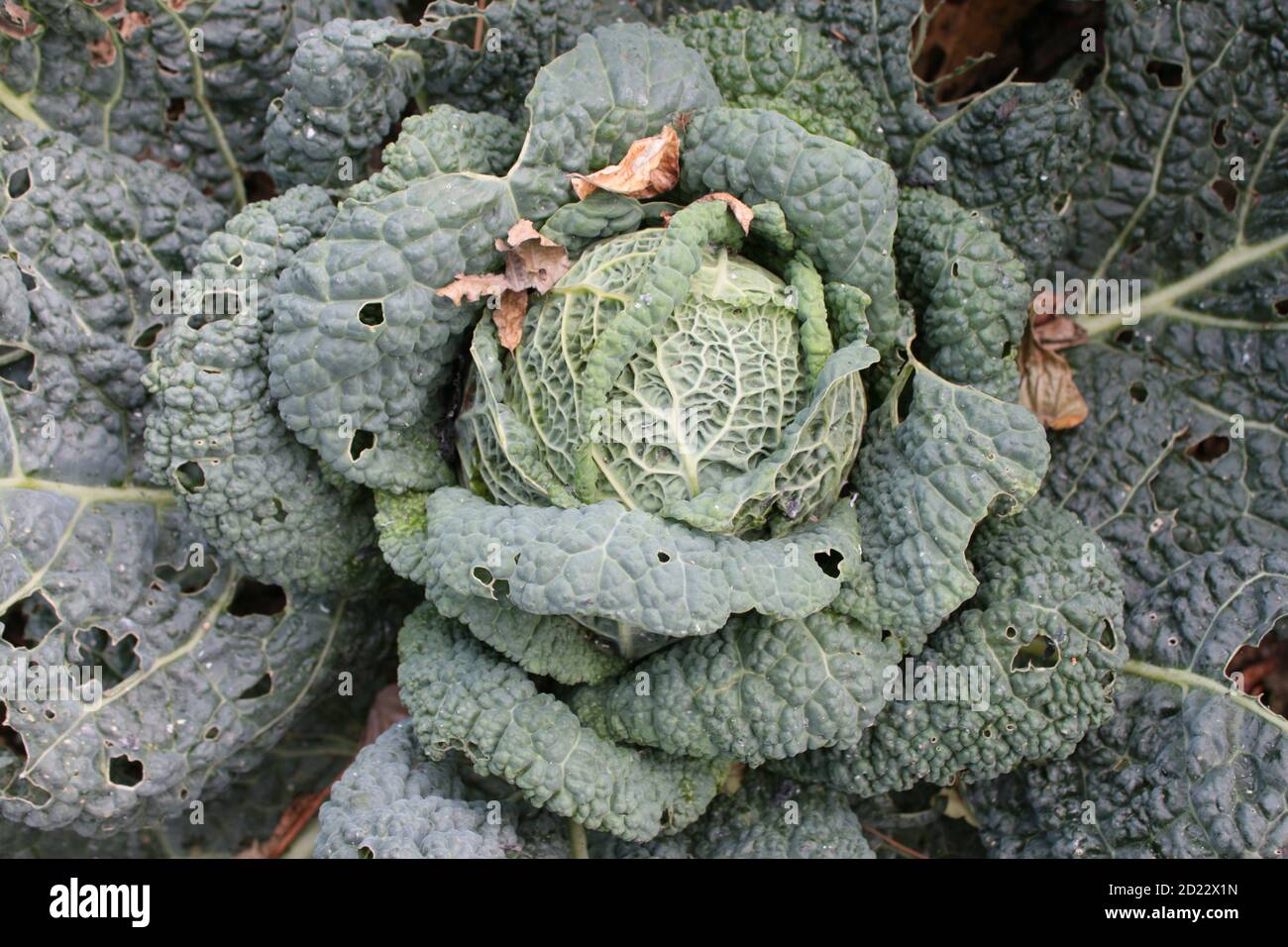 Close up of large green cabbage, showing veins curled leaves with round compact centre of the vegetable home grown in organic country English garden Stock Photo