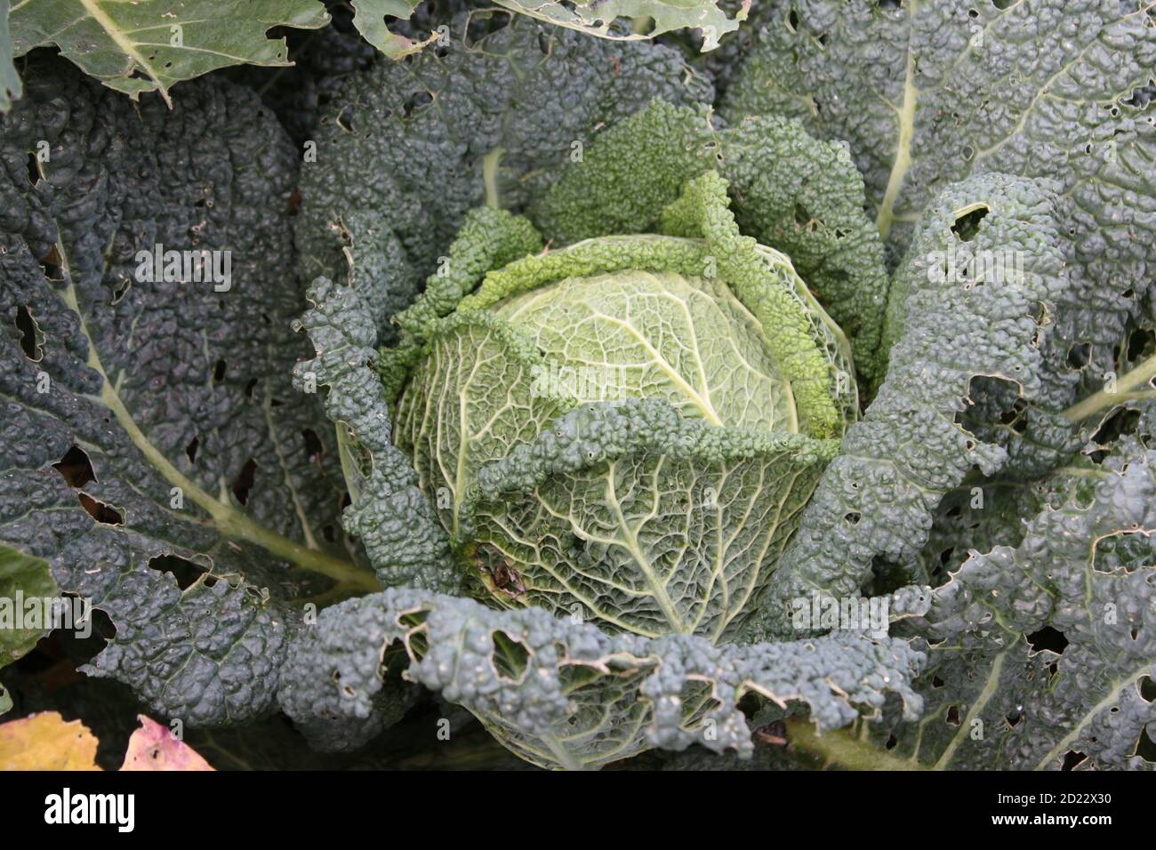 Close up of large green cabbage, showing veins curled leaves with round