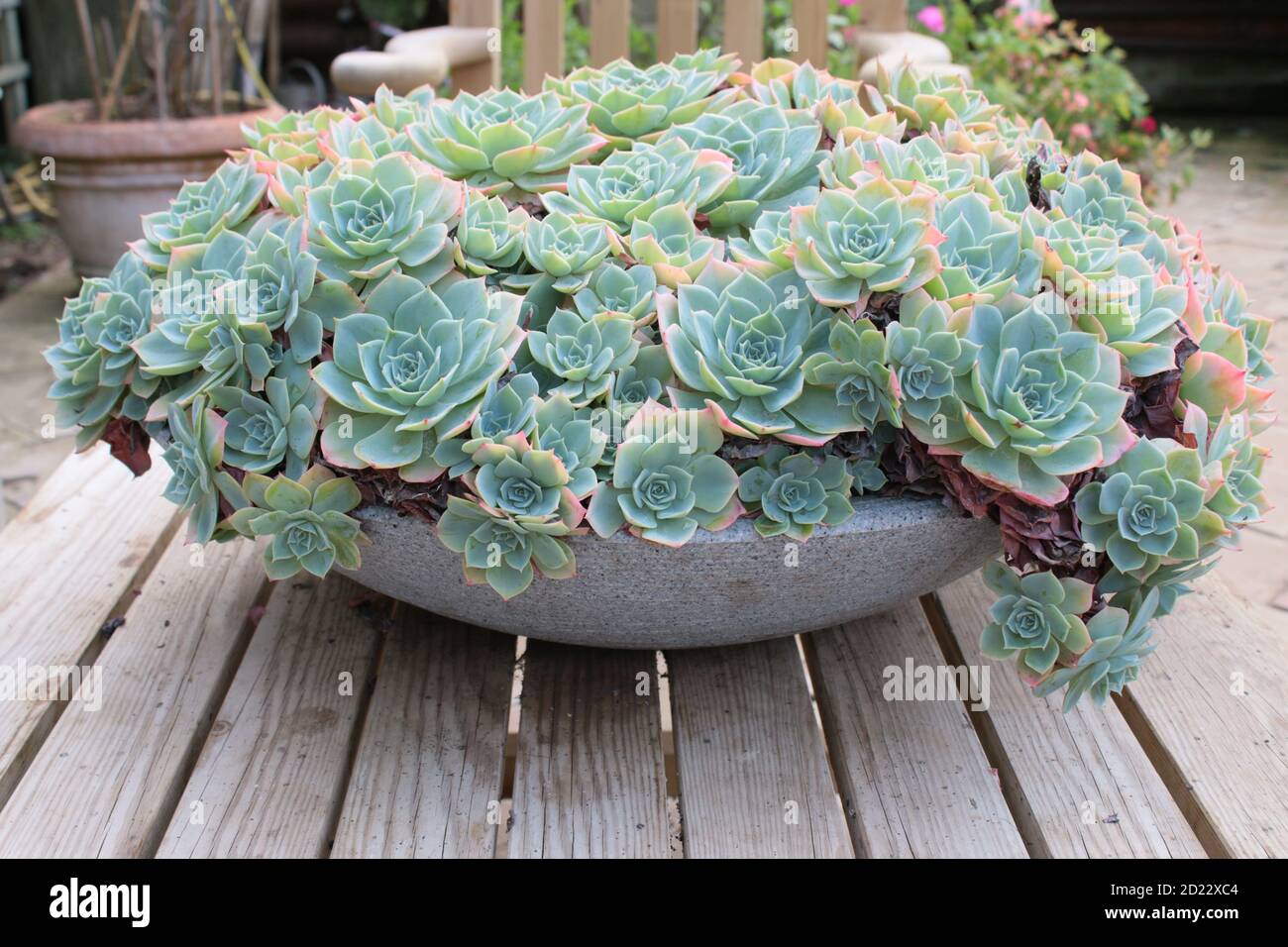 Greenhouose plant hires stock photography and images Alamy