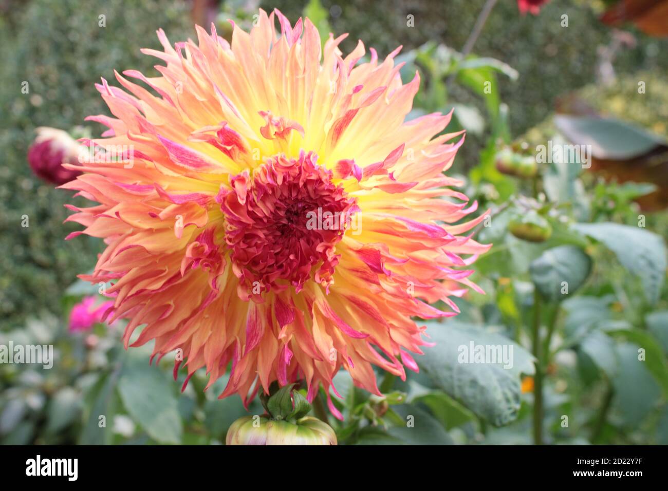 Peony Dahlias High Resolution Stock Photography and Images - Alamy