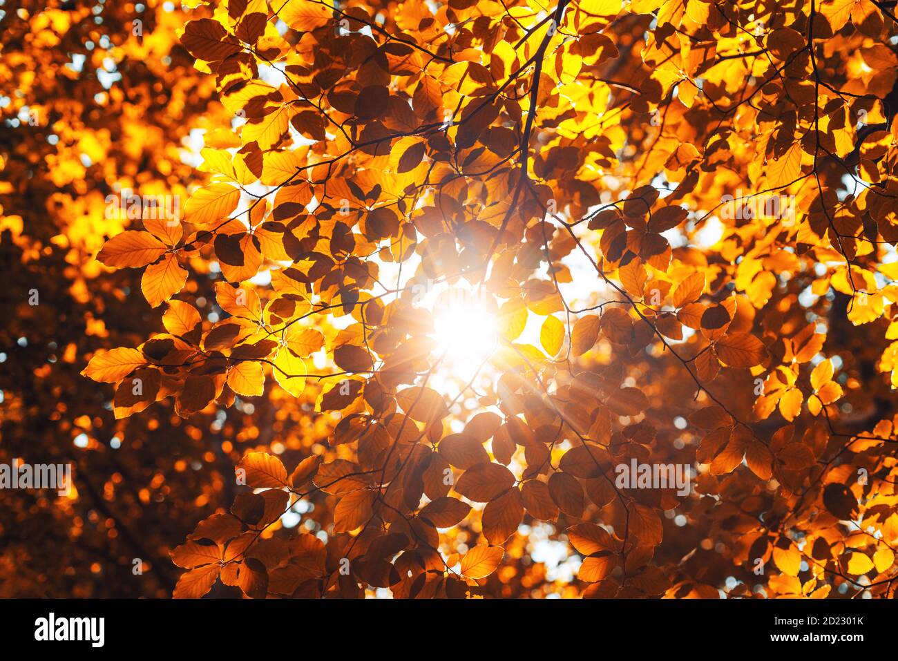 Shining sun through a fresh yellow leaves of the maple tree in autumn ...