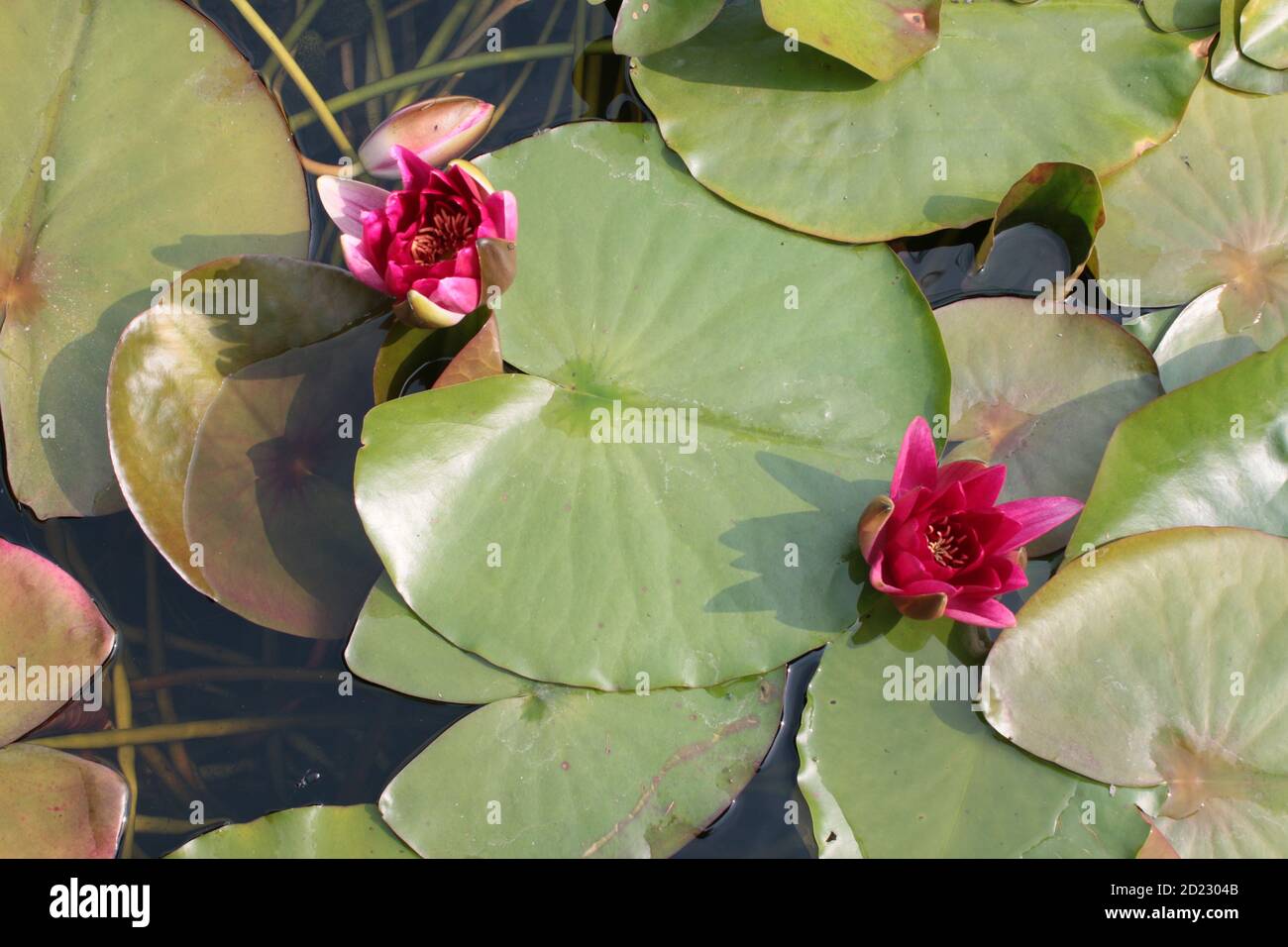 Close up of stunning bright pink lily flowers and buds green large pad, leaf leaves  lilies reflections in still clear pond garden park lake water Stock Photo