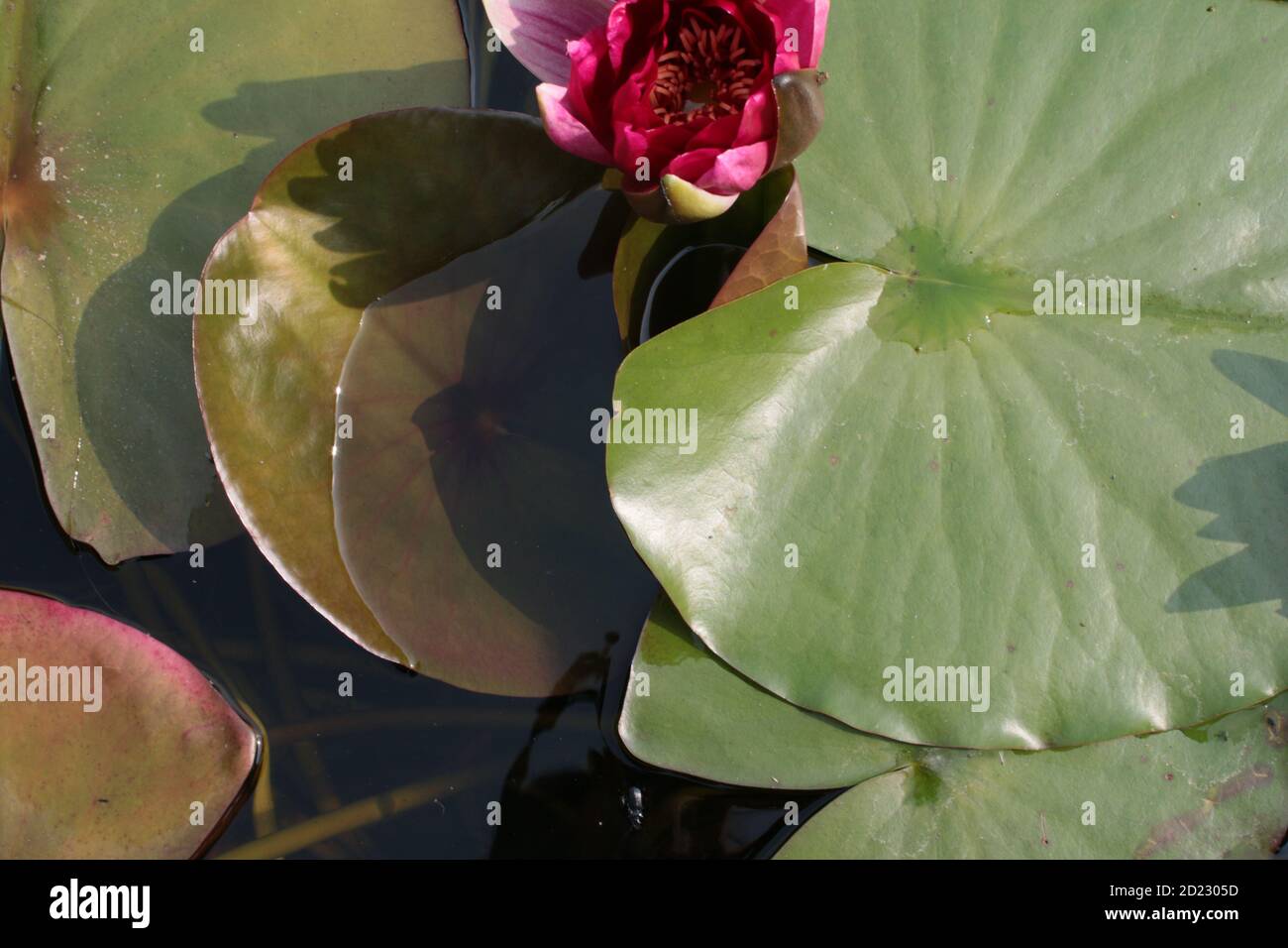 Close up of stunning bright pink lily flowers and buds green large pad, leaf leaves  lilies reflections in still clear pond garden park lake water Stock Photo