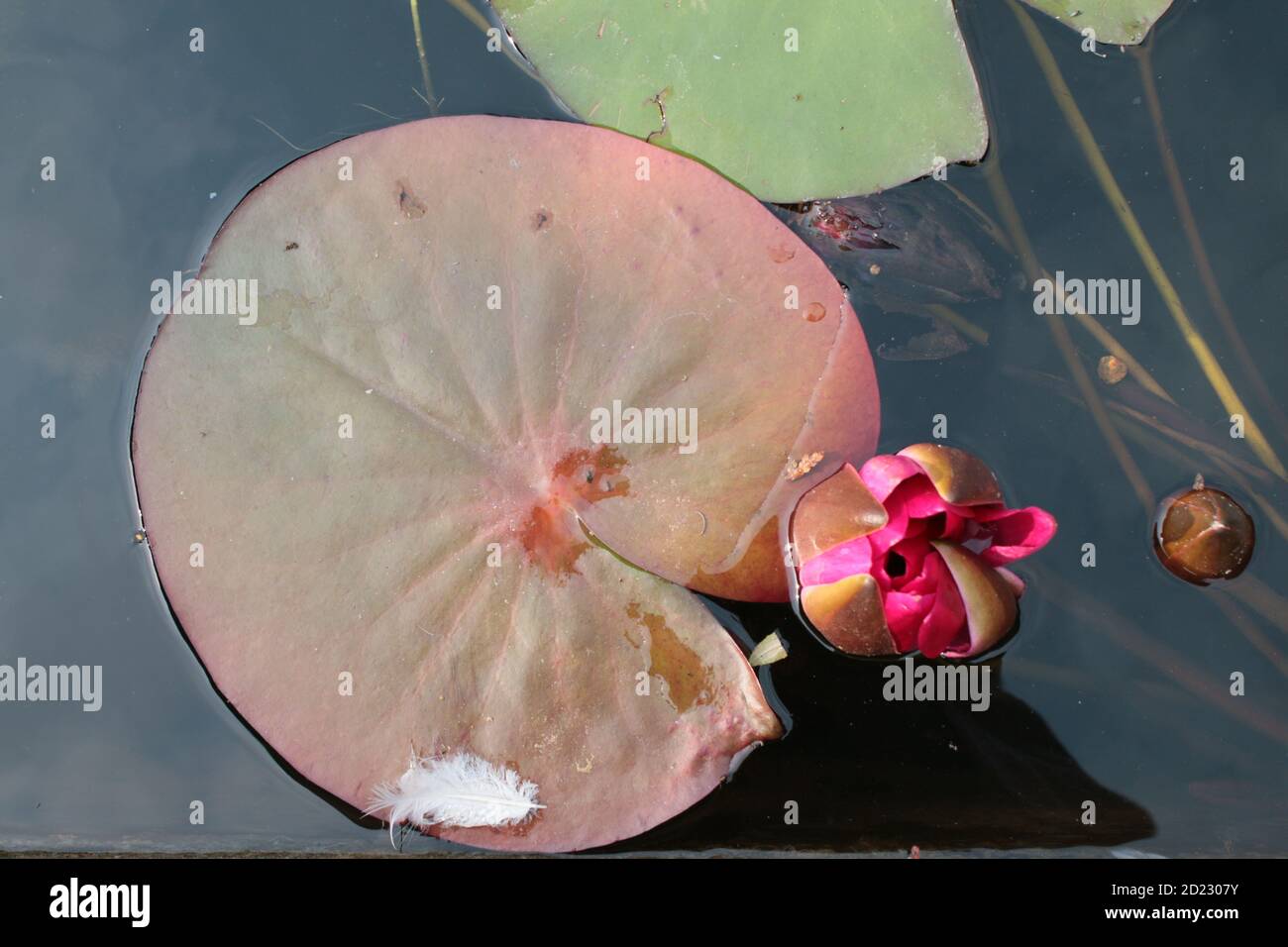 Close up of stunning bright pink lily flowers and buds green large pad, leaf leaves  lilies reflections in still clear pond garden park lake water Stock Photo