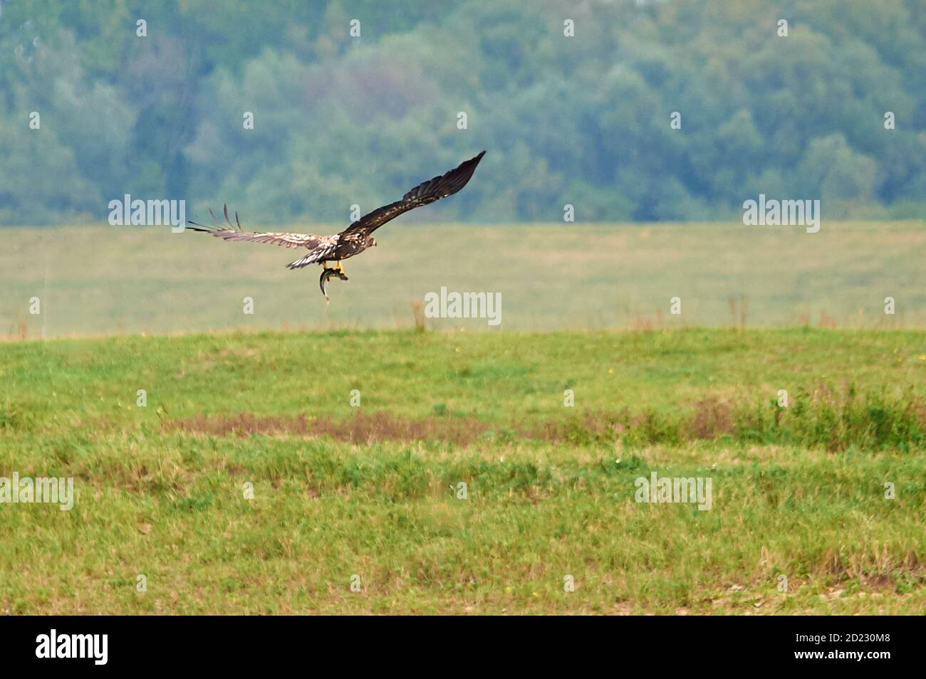 A juvenile White-tailed Eagle flying off with its catch Stock Photo