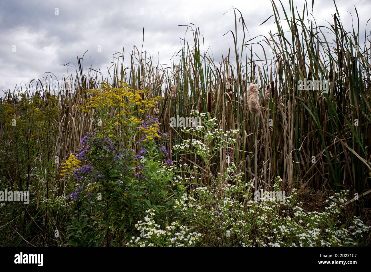Wetlands or marshlands with goldenrod, New England aster, hairy white oldfield aster, and cattails on an overcast autumn day. Stock Photo