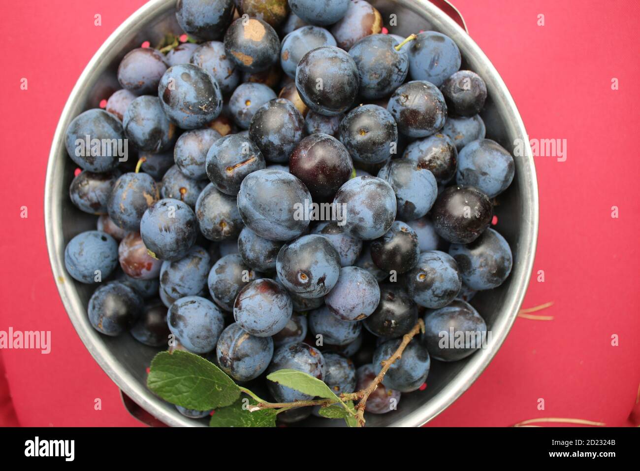 Damson plum hires stock photography and images Alamy