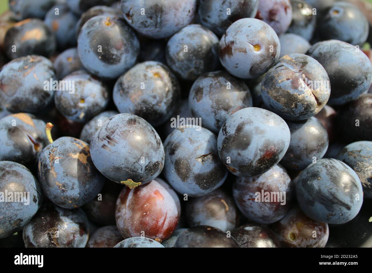 Damson plum hires stock photography and images Alamy