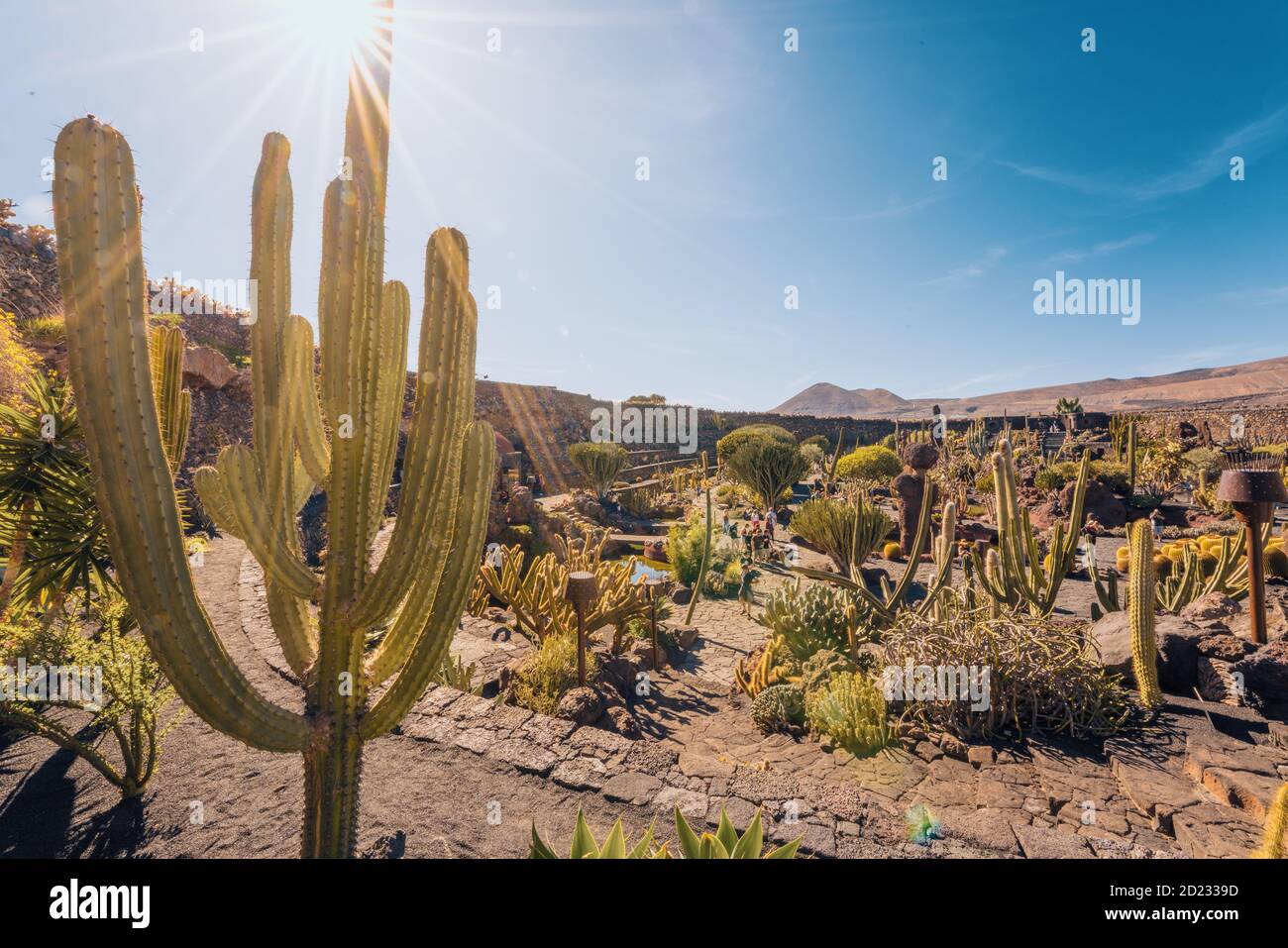 Cactus garden, Lanzarote, Canary Islands, Spain Stock Photo