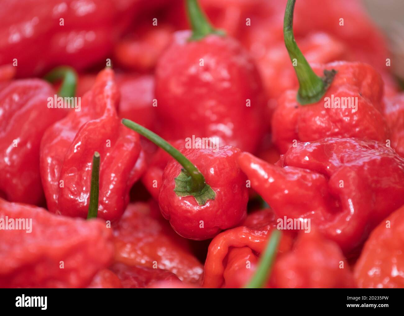 chili peppers or pepperoni, hot spice and vegetable for cooking Stock