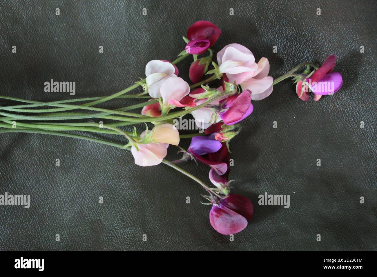 Close up of delicate sweet pea heavily scented perfumed flowers in full bloom picked from organic English garden, the delicate blossom stems against a Stock Photo