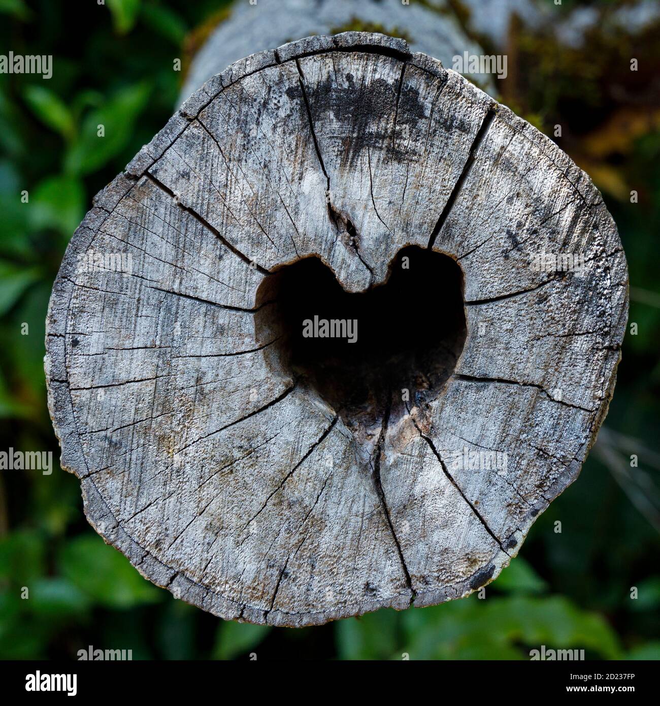 A cut tree log with it's hollow centre in the shape of a heart. Stock Photo
