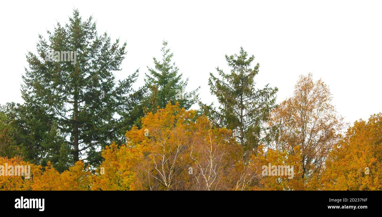 Row of autumn pine and orange trees isolated on a white background Stock Photo