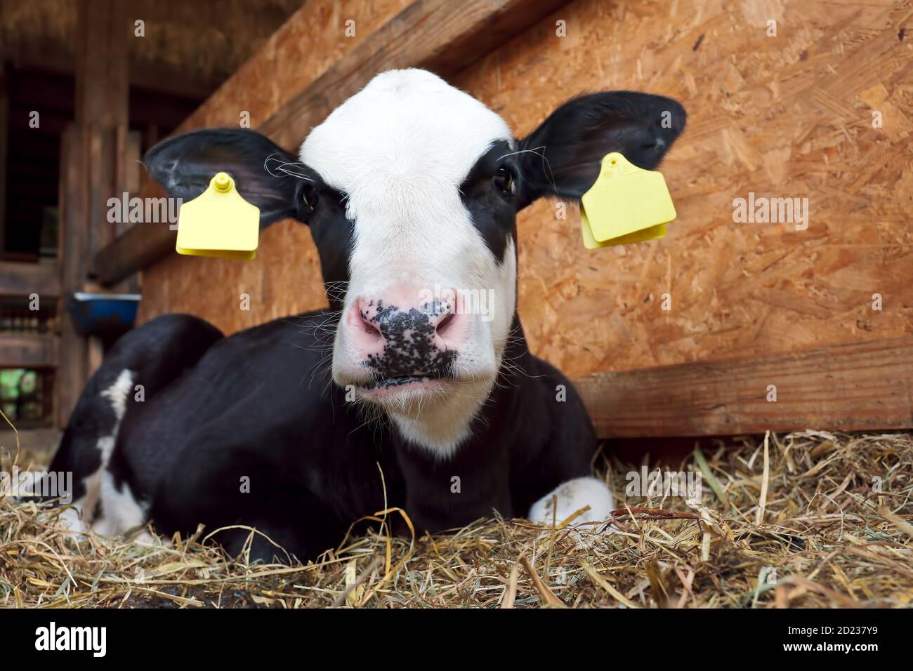 Young black and white dutch calf in stable Stock Photo