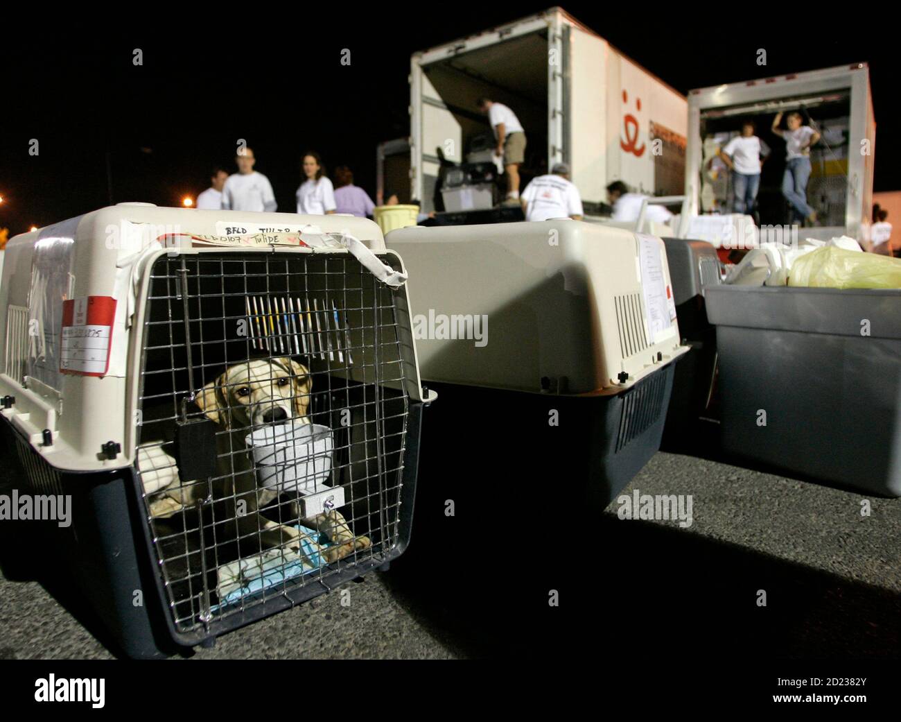 A dog looks out from his crate after arriving from Lebanon by cargo jet at McCarran International Airport in Las Vegas September 26, 2006. About 300 dogs and cats, displaced by the recent war between Israel and Hezbollah militants, are enroute to the Best Friends Animal Sanctuary near Kanab, Utah. The rescue program was organized by the Best Friends Animal Society after Lebanon's only humane society, Beirut for the Ethical Treatment of Animals (BETA), was overwhelmed with displaced pets, organizers said. REUTERS/Steve Marcus (UNITED STATES) Stock Photo