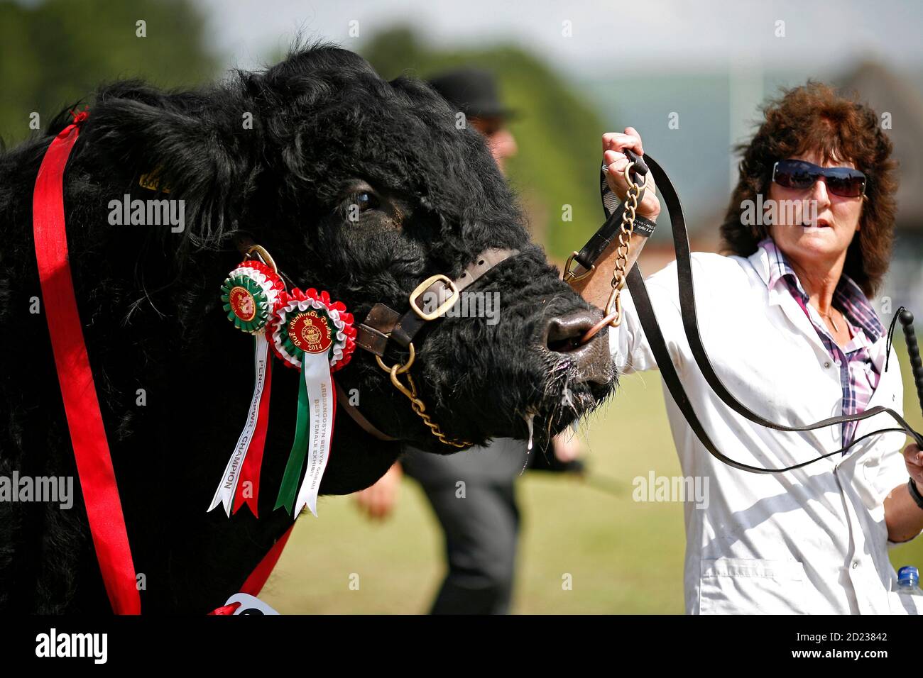 Royal Welsh Show Llanelwedd, 24th of July 2014. A competitor parades her prize Welsh Black Bull in the main ring at the show near Builth Wells, Powys, Stock Photo