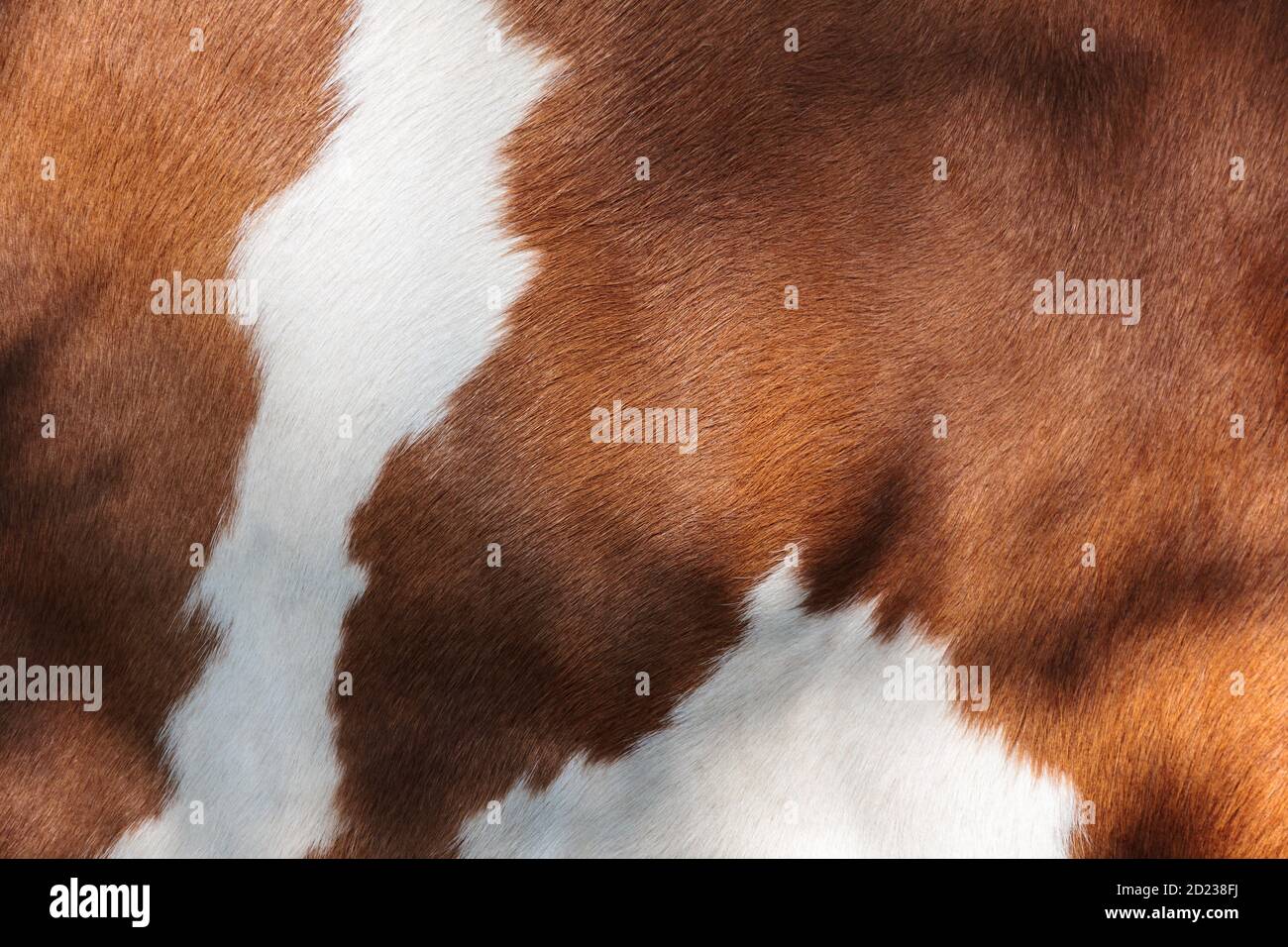 Detail of the red and white fur of a Dutch milk cow Stock Photo