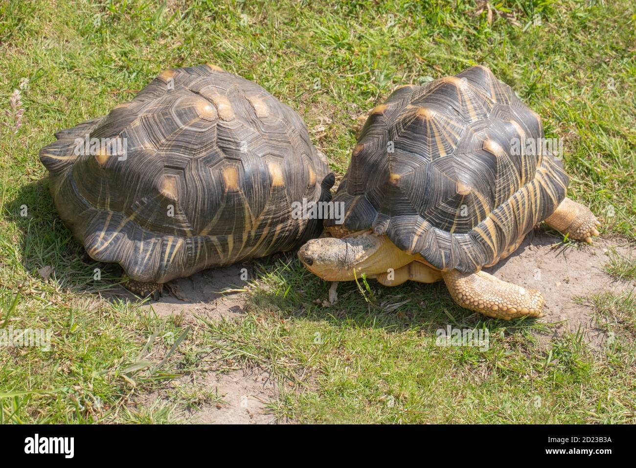 Radiated Tortoises (Astrochelys radiata). Males, adults, rival ...