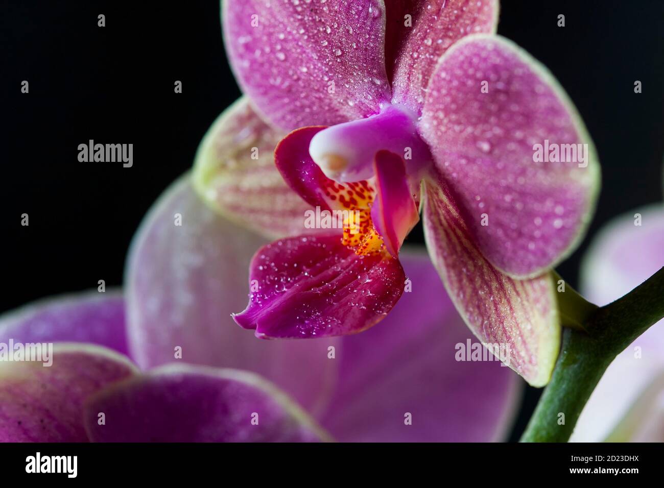 Orchid Phalaenopsis closeup. Beautiful orchid flower against black background being sprayed with water drops. Stock Photo